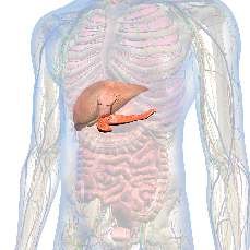 Carbohydrate Metabolism