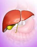 Liver/Digestive