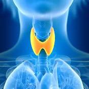 Thyroid Gland