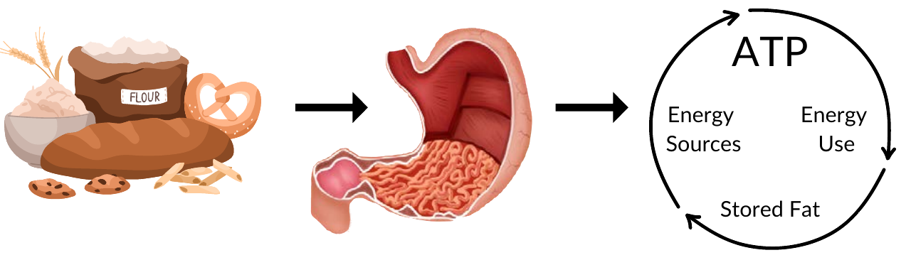 Diagram: food is digested, the stomach releases energy sources, ATP cycles between energy sources, energy use and stored fat