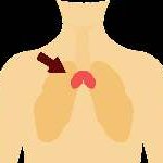 Thymus/Immune