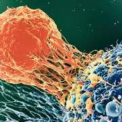 Immune System
