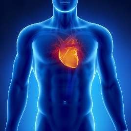 Cardiovascular System