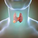 Thyroid