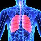 Lungs/Respiratory