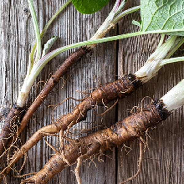 Dried herb roots