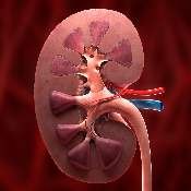 Kidneys