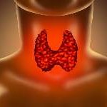 Parathyroid