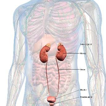 Adrenals