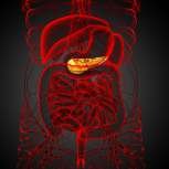 Pancreas/Carb