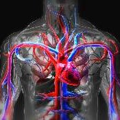 Vascular System