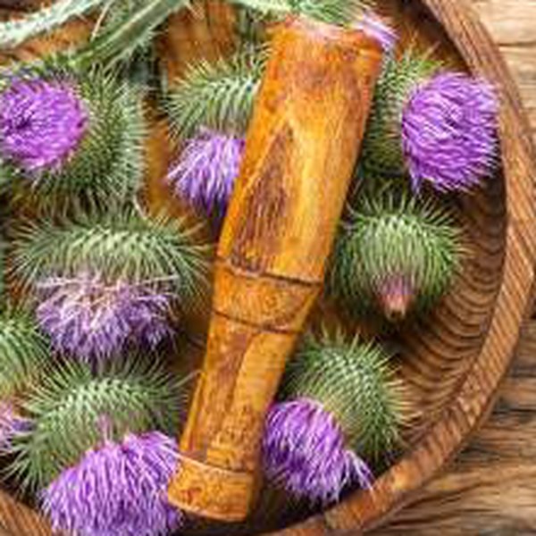 Milk thistle flowers with a mortar
