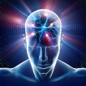 Brain