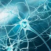 Nervous System