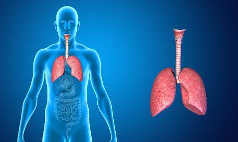 Respiratory System