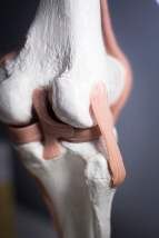 Cartilage/Joints