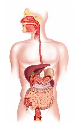 Digestive System