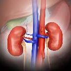 Kidney