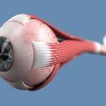 Retina/Vision