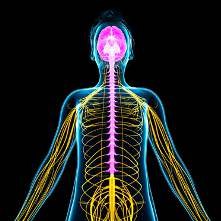 Central Nervous System