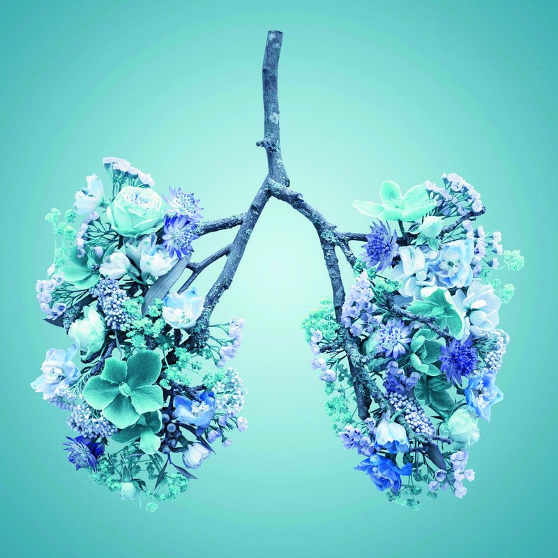 Illustration of the lungs