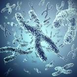 Pineal Telomere