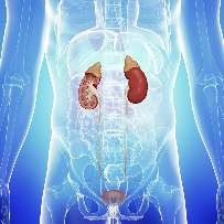 Urinary Tract